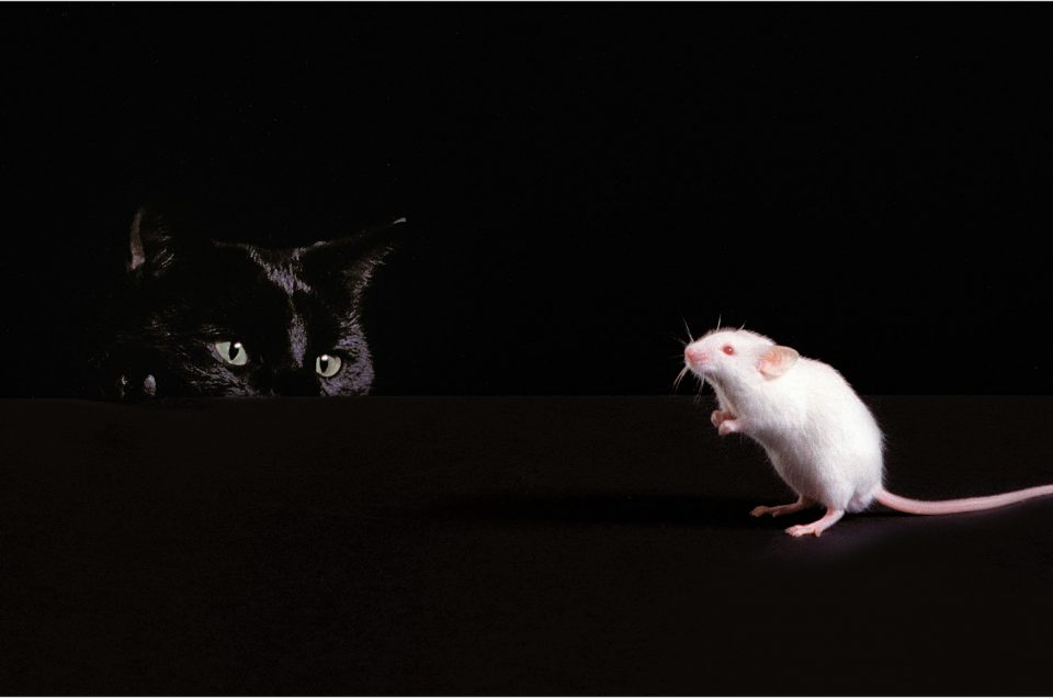 Chat noir et souris blanche / Black Cat and White Mouse